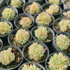 [PACK of 10 PLANTS] x  Echeveria Mebina variegated (CLUSTER)