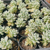 [PACK of 10 PLANTS] x Sedum Clavatum Variegated