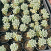 [PACK of 10 PLANTS] x Sedum Clavatum Variegated