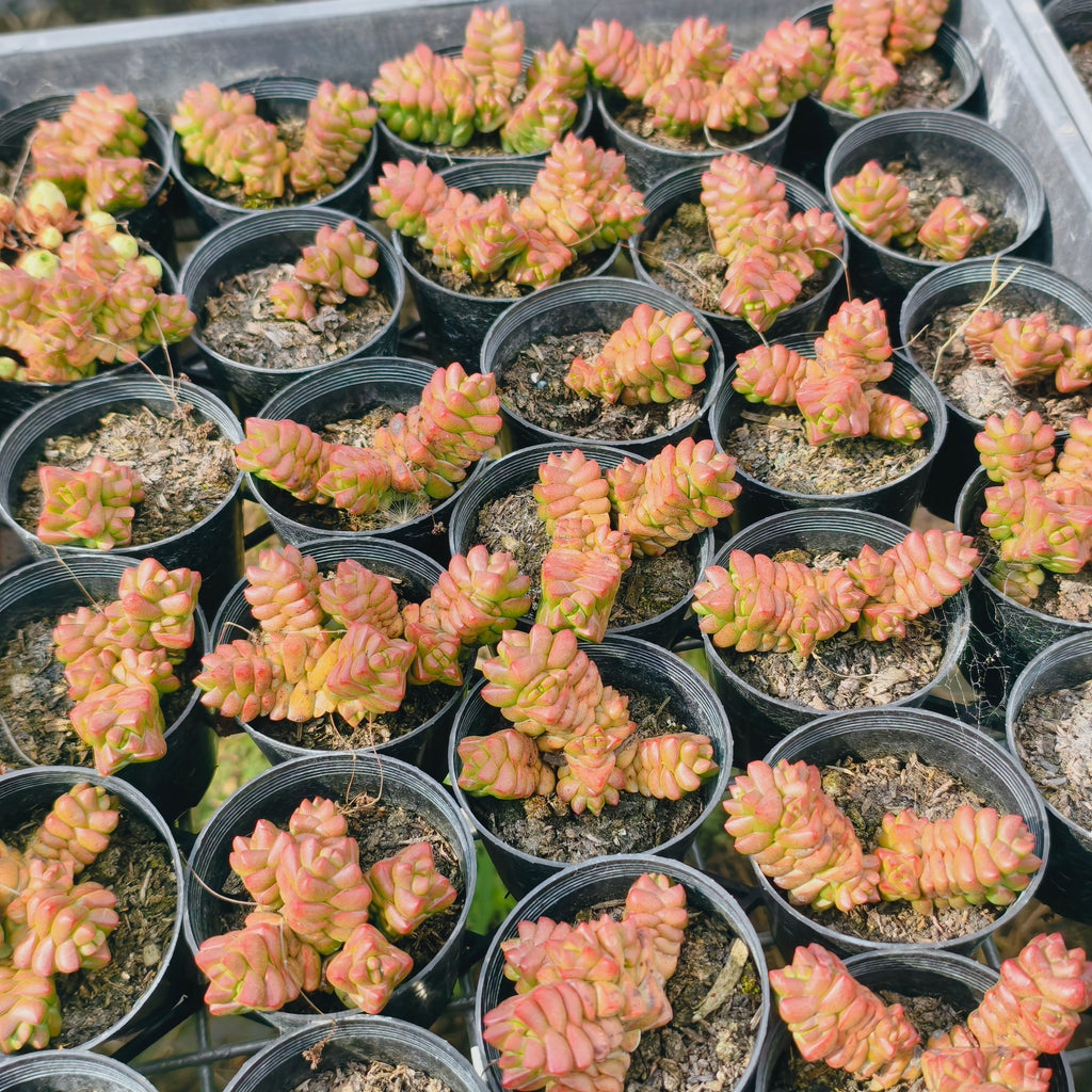 [PACK of 10 PLANTS] x Crassula marchandii (2-3H)