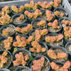[PACK of 10 PLANTS] x Crassula marchandii (2-3H)