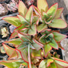 [PACK of 10 PLANTS] x Echeveria Subrigida 'Fire and Ice'