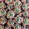 Echeveria gibbiflora 'Paul Bunyan' (NO Bump)(Young plant)