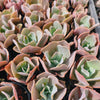 Echeveria gibbiflora 'Paul Bunyan' (NO Bump)(Young plant)