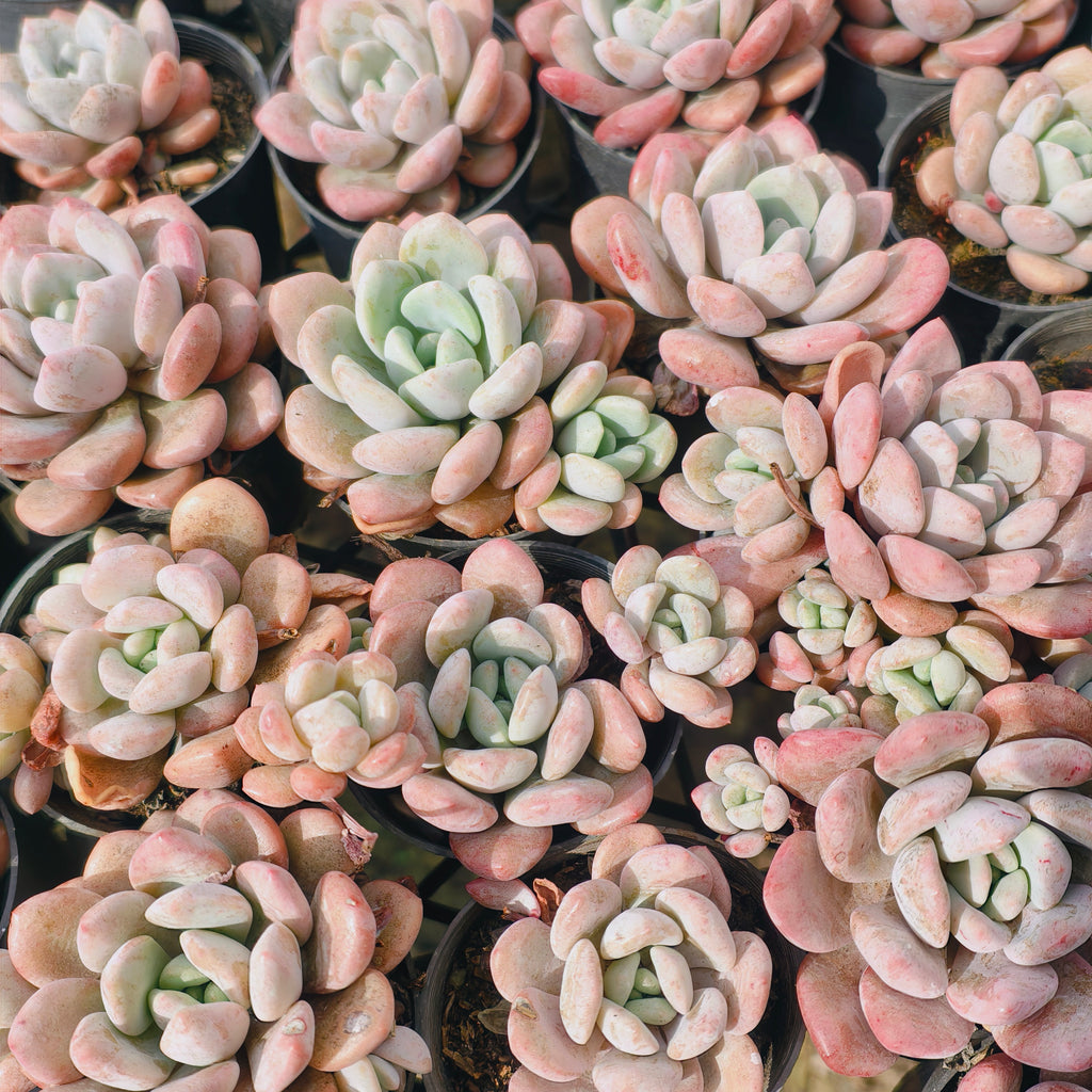 [PACK of 10 PLANTS] x Graptoveria 'Bubble Bomb'
