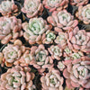 [PACK of 10 PLANTS] x Graptoveria 'Bubble Bomb'