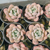 [PACK of 10 PLANTS] x Graptoveria 'Bubble Bomb'