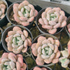 [PACK of 10 PLANTS] x Graptoveria 'Bubble Bomb'
