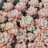 [PACK of 10 PLANTS] x Graptoveria 'Bubble Bomb'