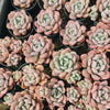 [PACK of 10 PLANTS] x Graptoveria 'Bubble Bomb'