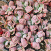 [PACK of 10 PLANTS] x Echeveria Linguas