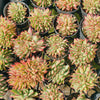 [PACK of 10 PLANTS] x  Echeveria agavoides 'Ike Soul' Crest