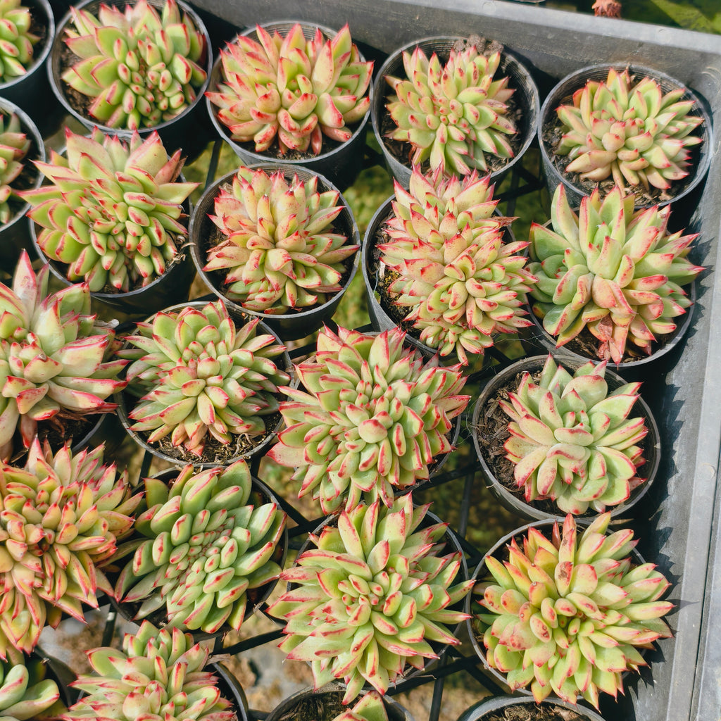 [PACK of 10 PLANTS] x  Echeveria agavoides 'Ike Soul' Crest