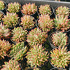 [PACK of 10 PLANTS] x  Echeveria agavoides 'Ike Soul' Crest