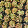 [PACK of 10 PLANTS] x  Echeveria agavoides 'Ike Soul' Crest