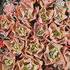 [PACK of 10 PLANTS] x Echeveria 'Takasago no Okina' (Takasago's old man)
