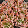 [PACK of 10 PLANTS] x Echeveria 'Takasago no Okina' (Takasago's old man)
