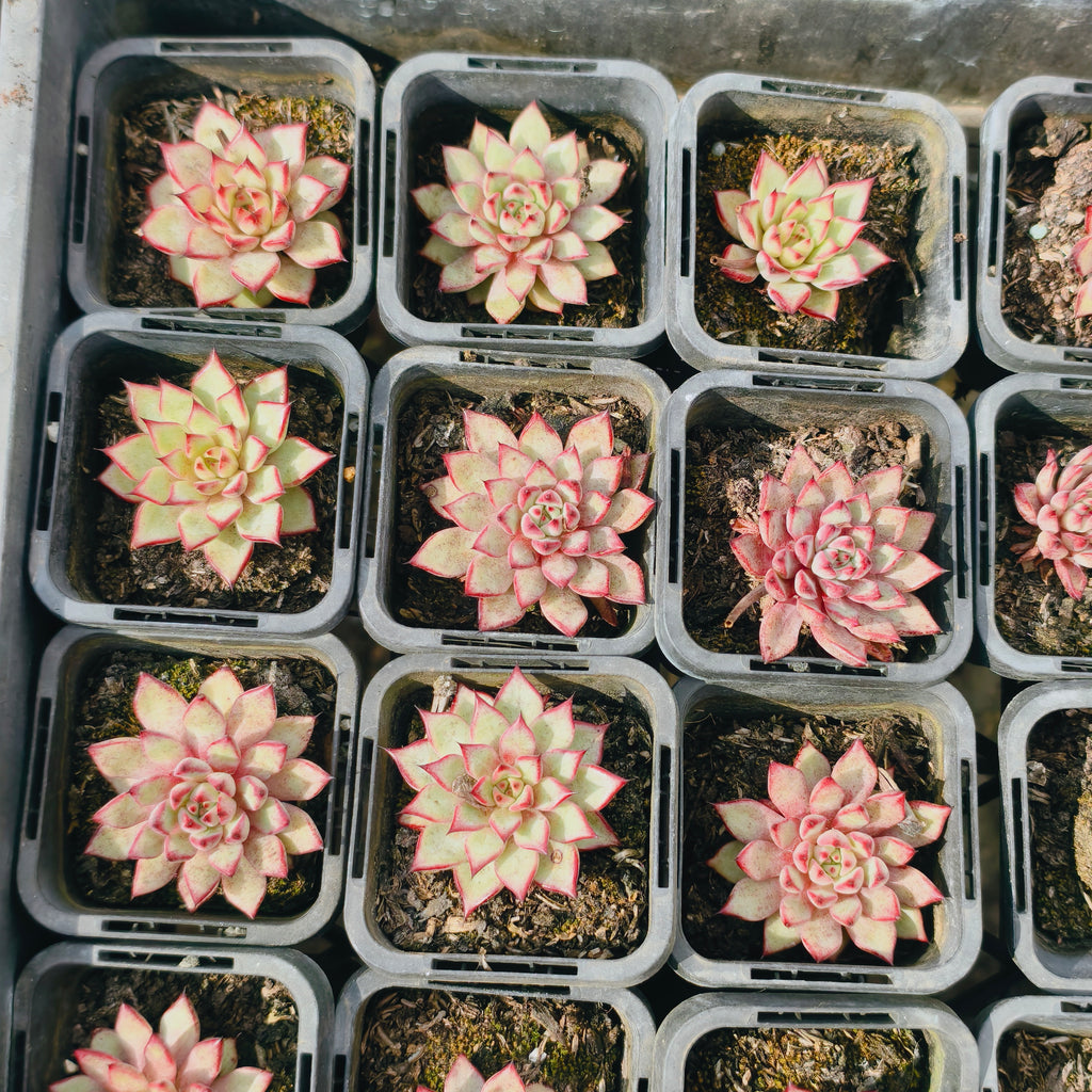 Echeveria Zaragoza 'Rosa'