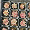 Echeveria Zaragoza 'Rosa'