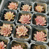 Echeveria Zaragoza 'Rosa'