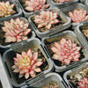 Echeveria Zaragoza 'Rosa'