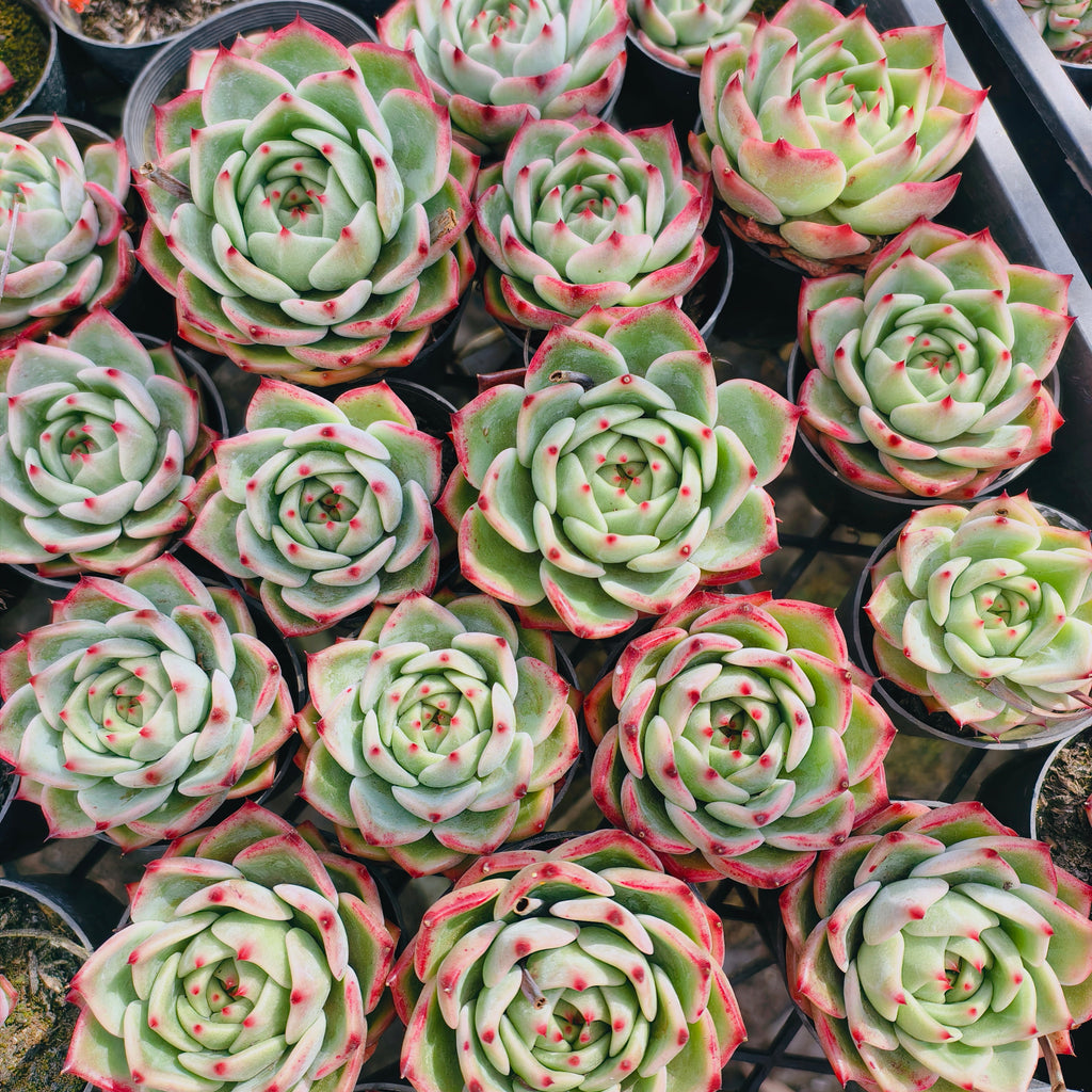 [PACK of 10 PLANTS] x Echeveria fu lola