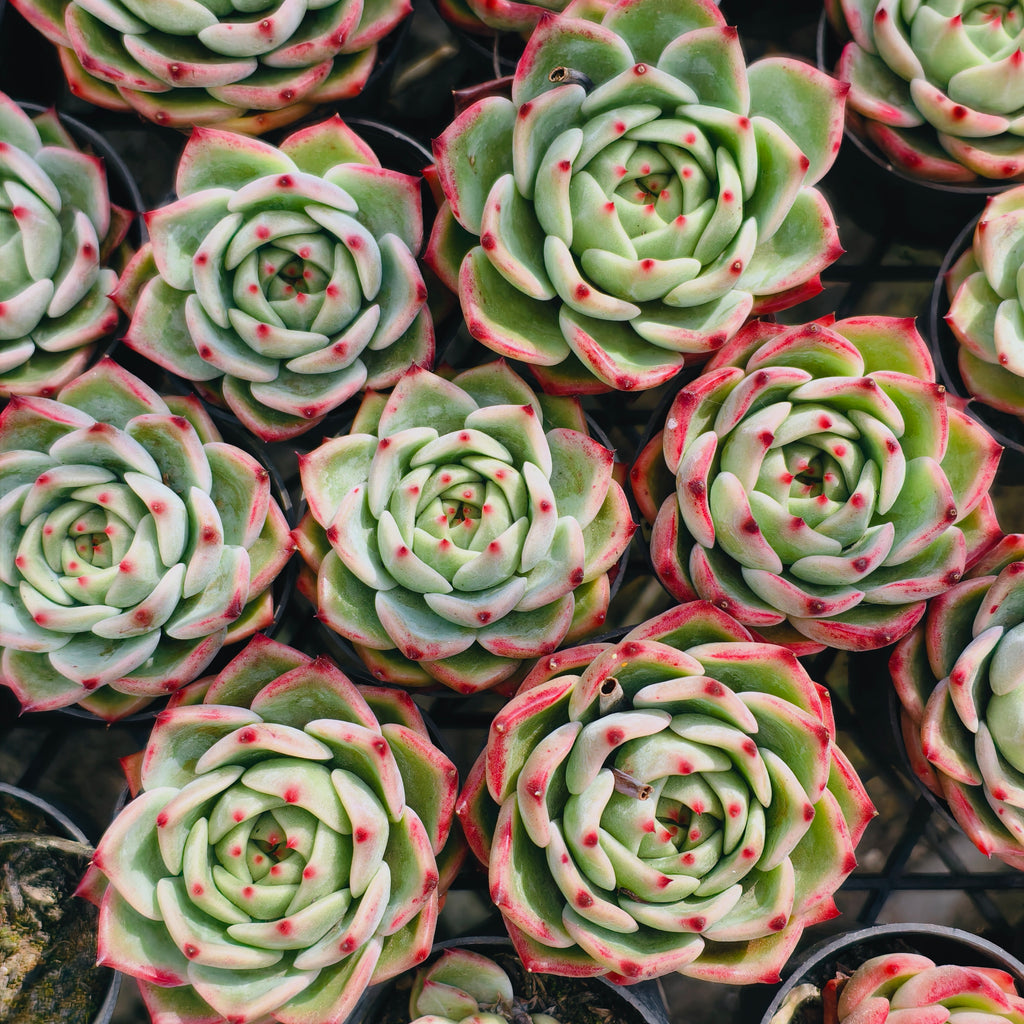 Echeveria fu lola