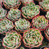[PACK of 10 PLANTS] x Echeveria fu lola