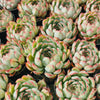 Echeveria Mexican’s Choice