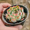 Echeveria Mexican’s Choice