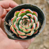 Echeveria Mexican’s Choice