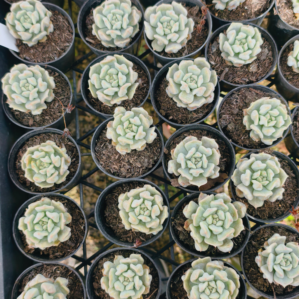 Echeveria Super Milky