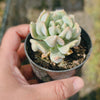 Echeveria Super Milky
