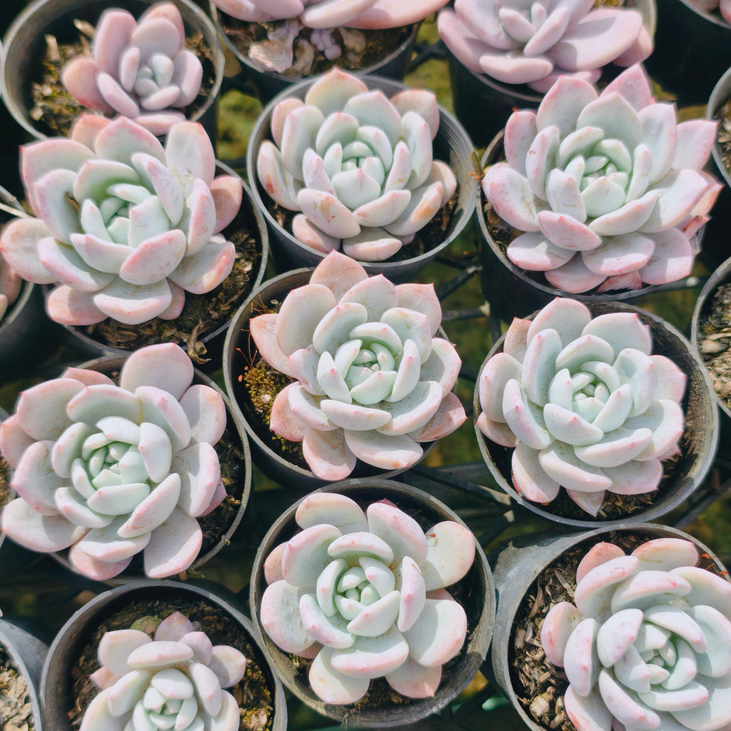 [PACK of 10 PLANTS] x Echeveria Trumso (Candy Heart)(KRF)