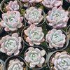 [PACK of 10 PLANTS] x Echeveria Trumso (Candy Heart)(KRF)