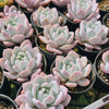 [PACK of 10 PLANTS] x Echeveria Trumso (Candy Heart)(KRF)