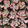 Echeveria 'Flying Cloud'