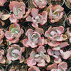 [PACK of 10 PLANTS] x Echeveria 'Flying Cloud'