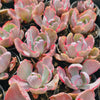 [PACK of 10 PLANTS] x Echeveria 'Flying Cloud'