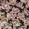 [PACK of 10 PLANTS] x Echeveria 'Flying Cloud'