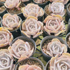 Echeveria Lilacina Marble Variegated