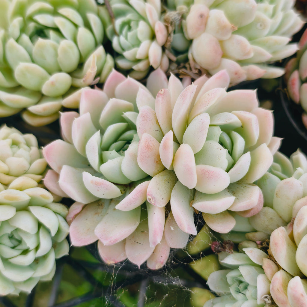Echeveria 'Lindsayana x Albicans' – LET LOVE GROW (Succulent & Cactus)