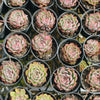 Graptoveria Still Loving You - PKJ