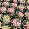 Graptoveria Still Loving You - PKJ