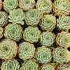 Echeveria 'Crystal Fairy' - Korea Form