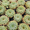 Echeveria 'Crystal Fairy' - Korea Form