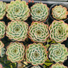 Echeveria 'Crystal Fairy' - Korea Form