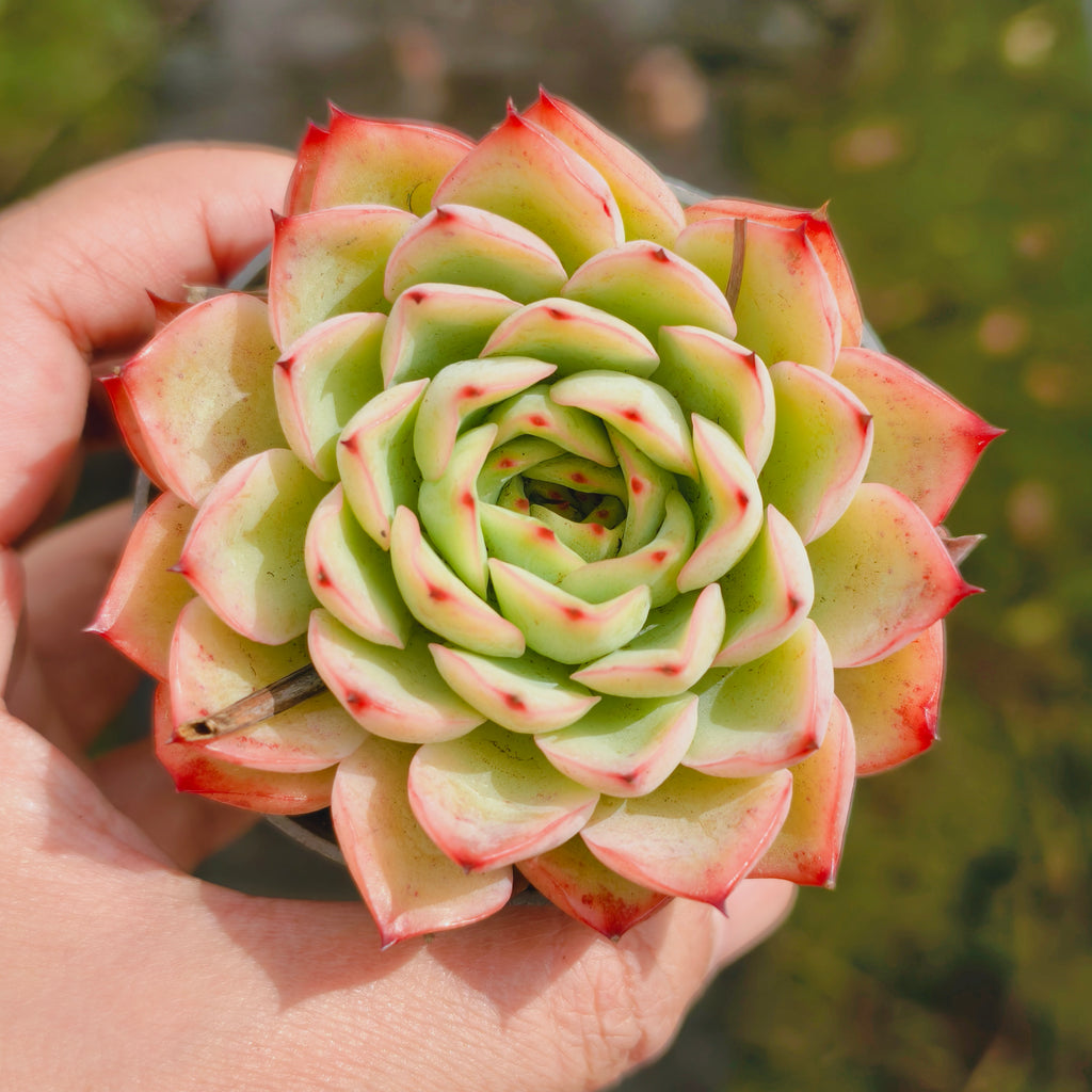 Echeveria 'Crystal Fairy' - Korea Form