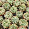 Echeveria 'Crystal Fairy' - Korea Form