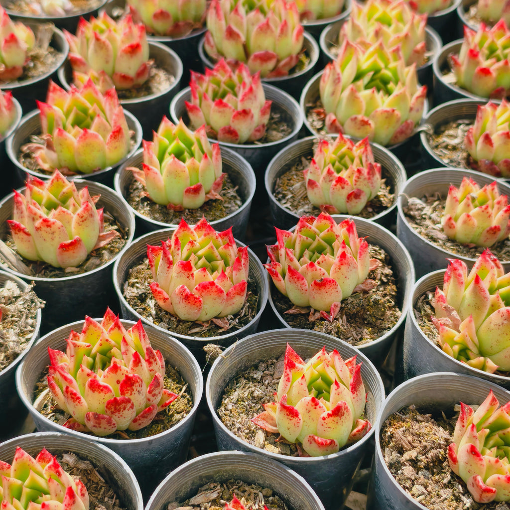 [PACK of 10 PLANTS] x Echeveria 'Elizabeth'